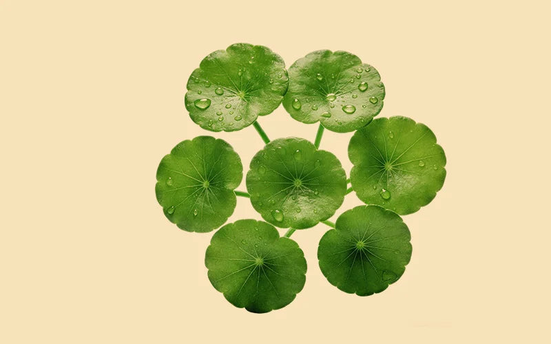 5_Centella_Complex
